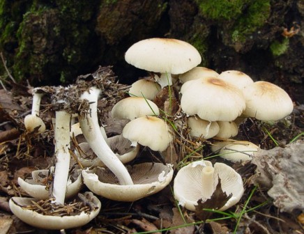    Psathyrella candolleana